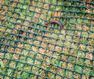 Grass Protection Mesh