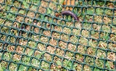 Grass Protection Mesh